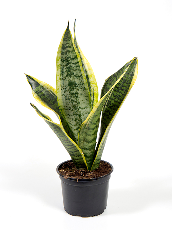 <center>Sansevieria trifasciata 'Golden Futura'</center>