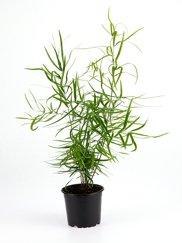<center>Asparagus Falcatus</center>