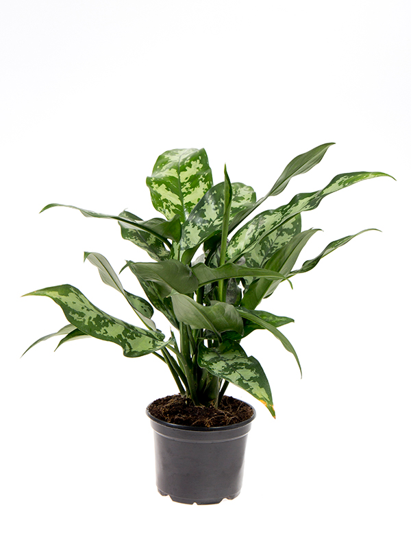 <center><b>Aglaonema · Maria</b></center>