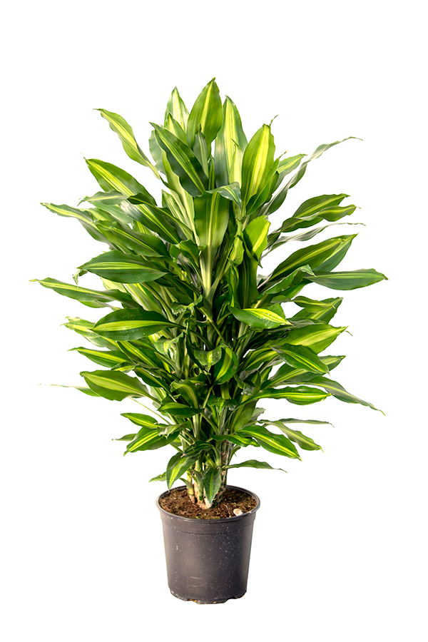 <center>Dracaena Cintho</center>