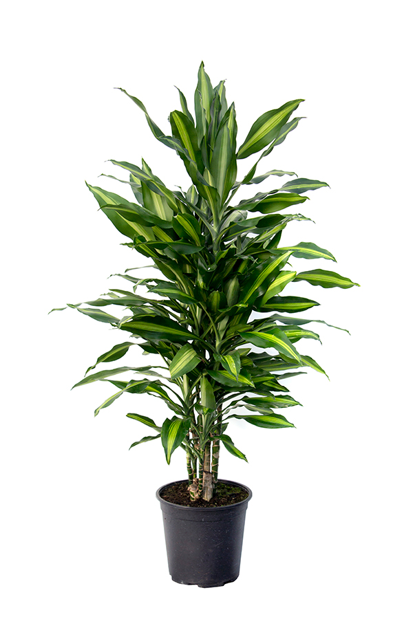 <center>Dracaena Cintho</center>