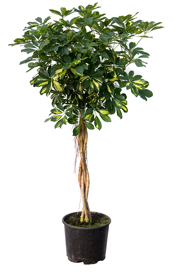 <center>Schefflera golden capella</center>