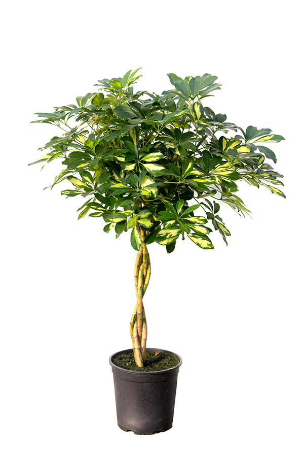 <center>Schefflera golden capella</center>