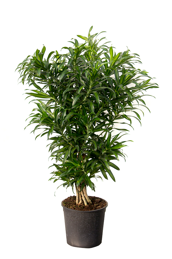 <center>Dracaena reflexa</center>