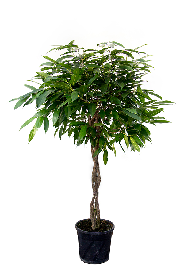 <center>Ficus binnend. 'Amstel King'</center>