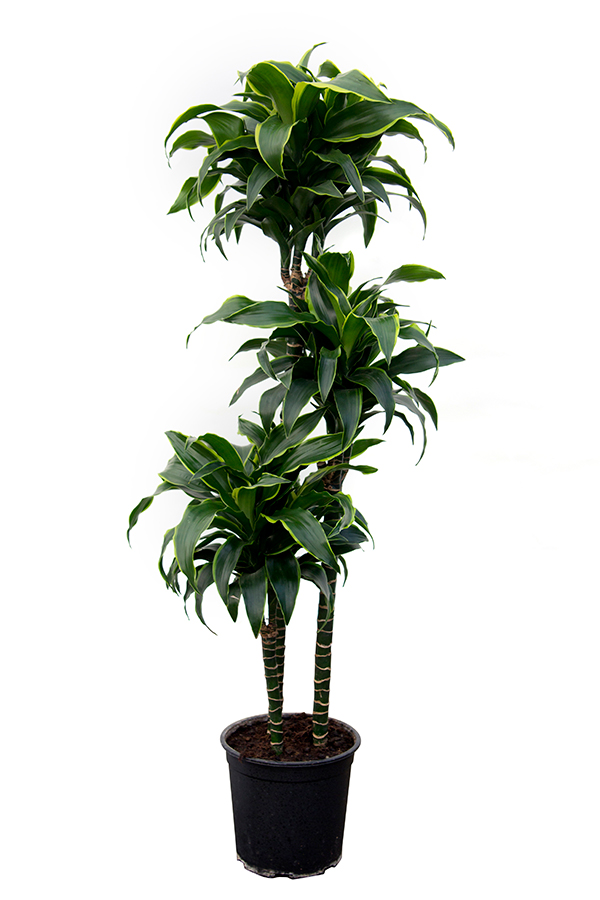 <center>Dracaena deremensis 'Dorado'</center>