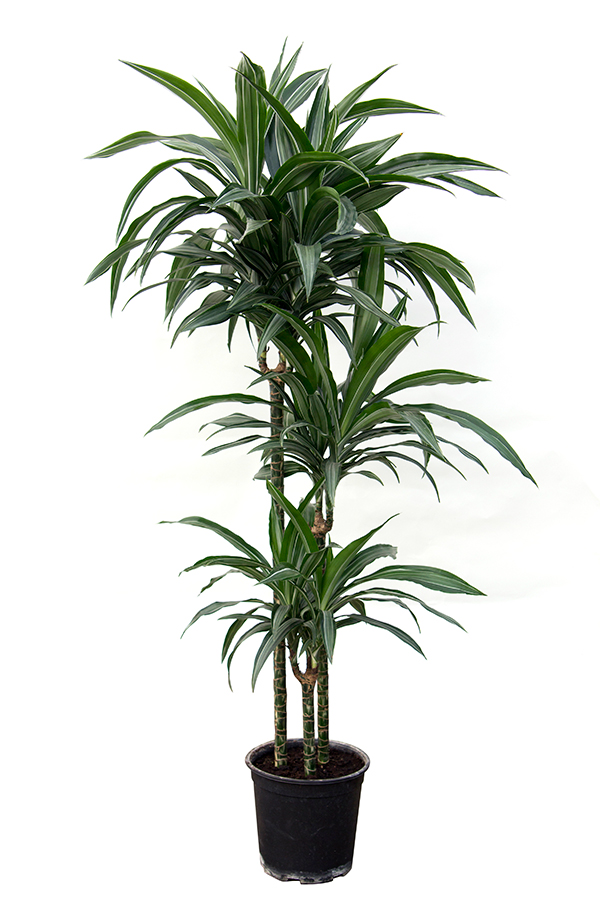 <center>Dracaena deremensis 'Ulises'</center>