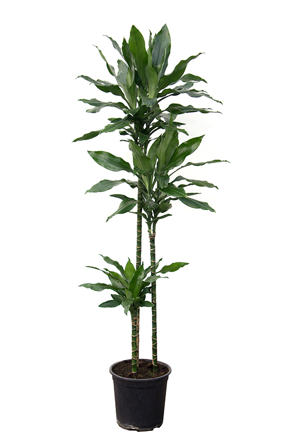 <center>Dracaena deremensis 'Lind'</center>