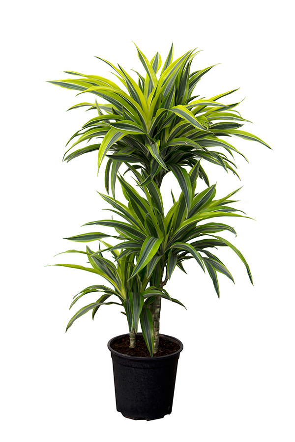 <center>Dracaena deremensis 'Lemon Line'</center>