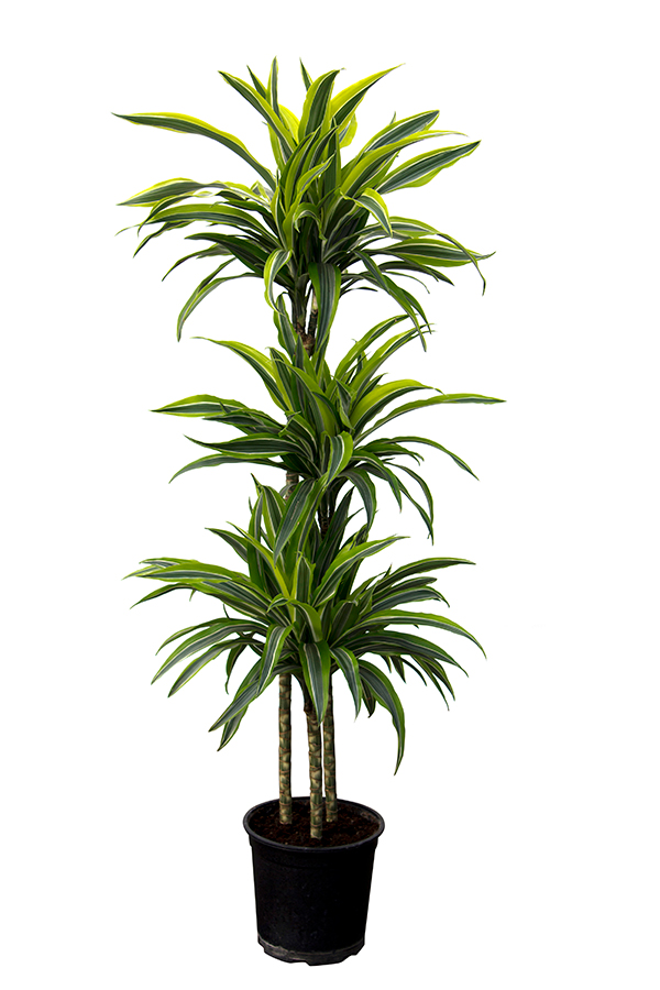 <center>Dracaena deremensis 'Lemon line'</center>