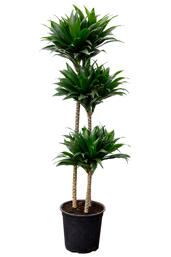 <center>Dracaena deremensis 'J.c.compacta'</center>