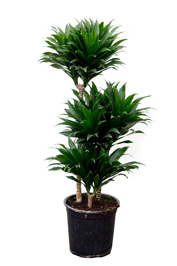 <center>Dracaena deremensis 'J.c.compacta'</center>