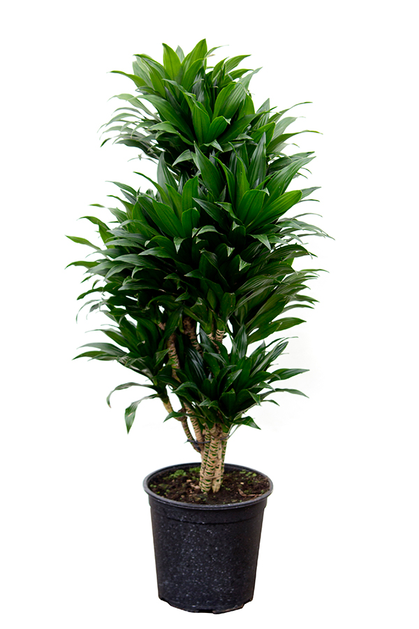 <center>Dracaena deremensis 'J.c.compacta'</center>