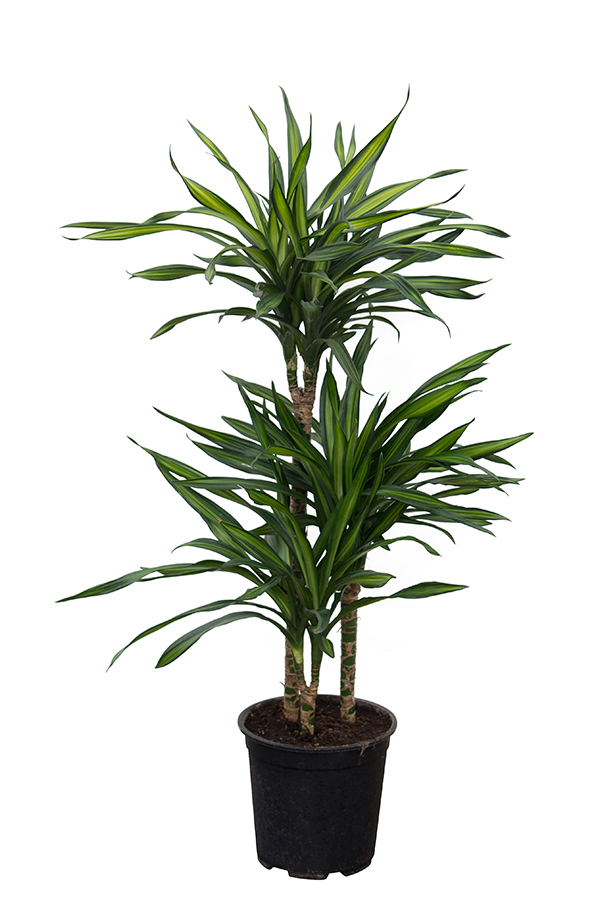 <center>Dracaena deremensis 'ricki'</center>