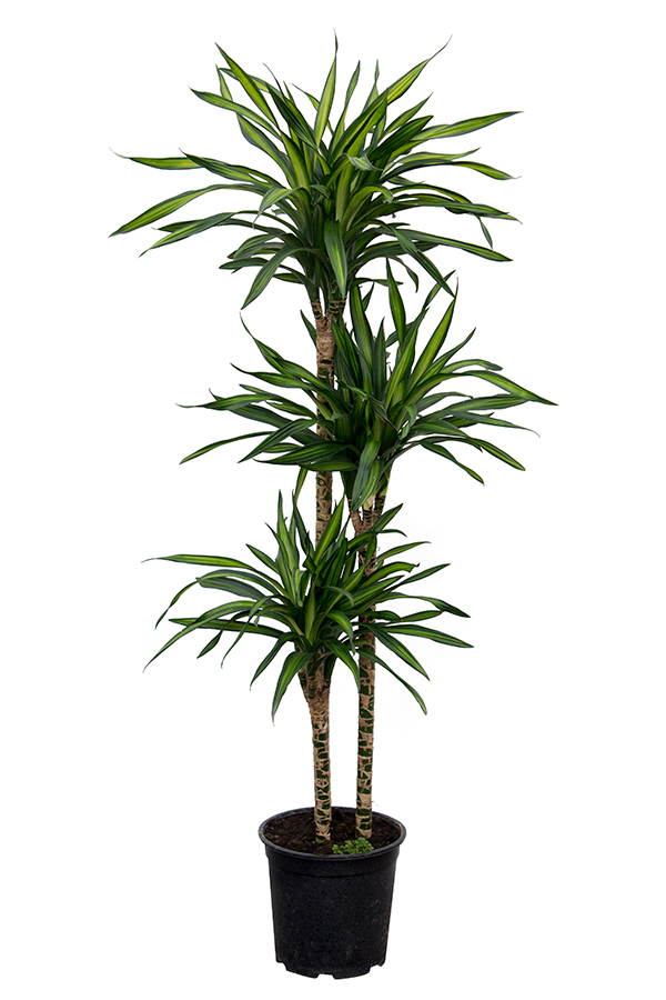 <center>Dracaena deremensis 'ricki'</center>