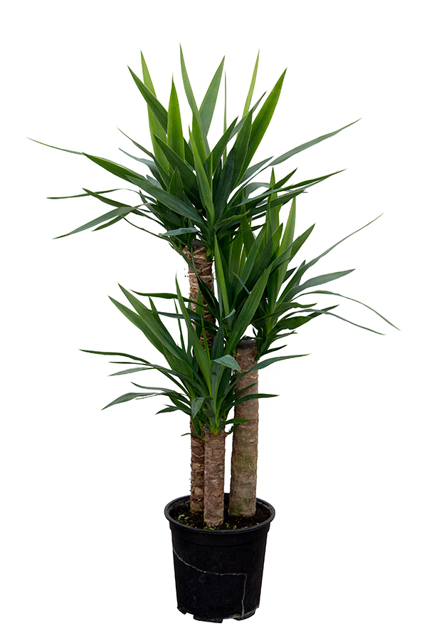 <center>Yucca elephantipes</center>