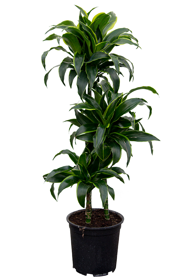 <center>Dracaena deremensis 'Dorado'</center>