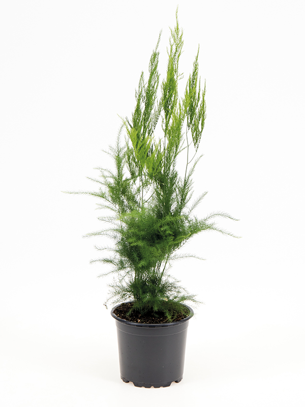 <center>Asparagus seta. 'Pyramidalis'</center>