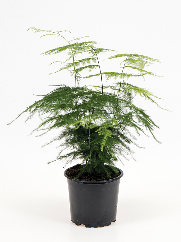 <center>Asparagus seta. 'Plumosus'</center>