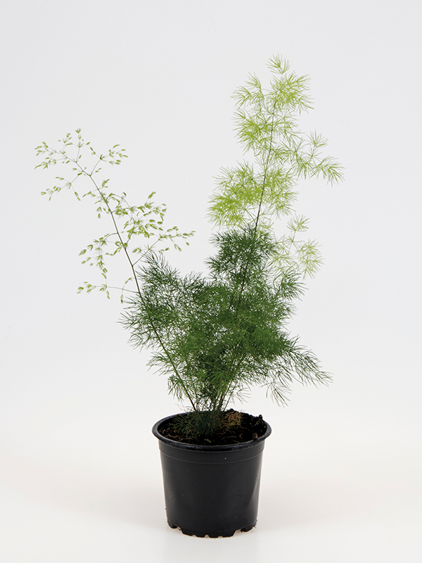 <center>Asparagus d. 'Myriocladus'</center>