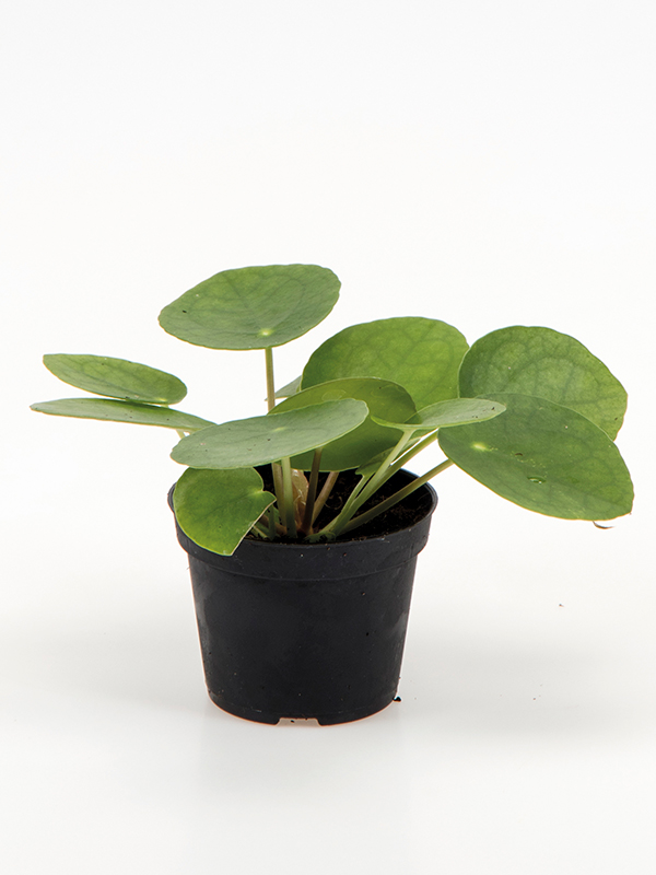 <center>Pilea peperomioides</center>