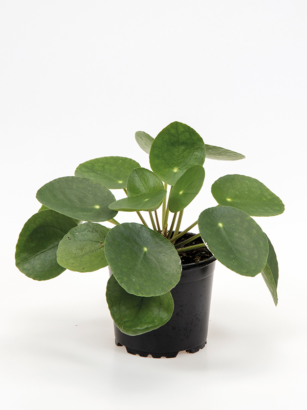 <center>Pilea peperomioides</center>