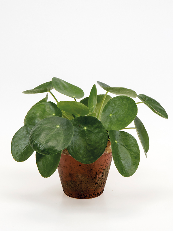 <center>Pilea peperomioides</center>