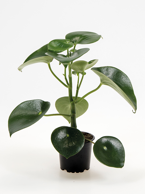 <center>Peperomia polybotrya 'Raindrop'</center>