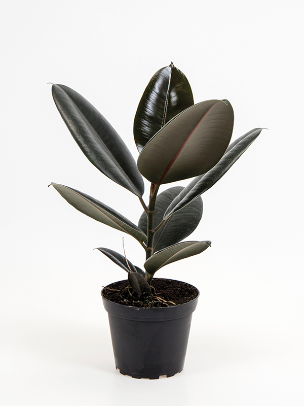 <center>Ficus elastica 'Abidjan'</center>