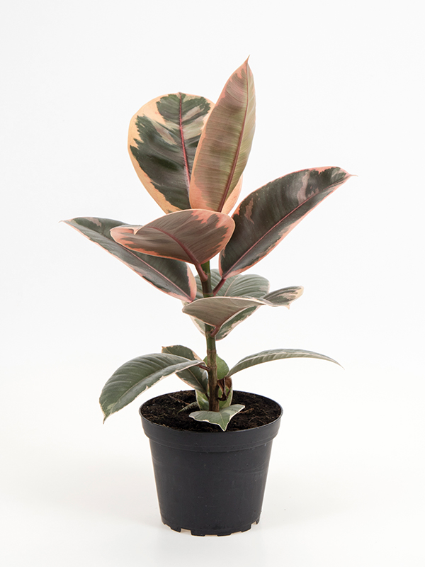 <center>Ficus elastica 'Belize'</center>