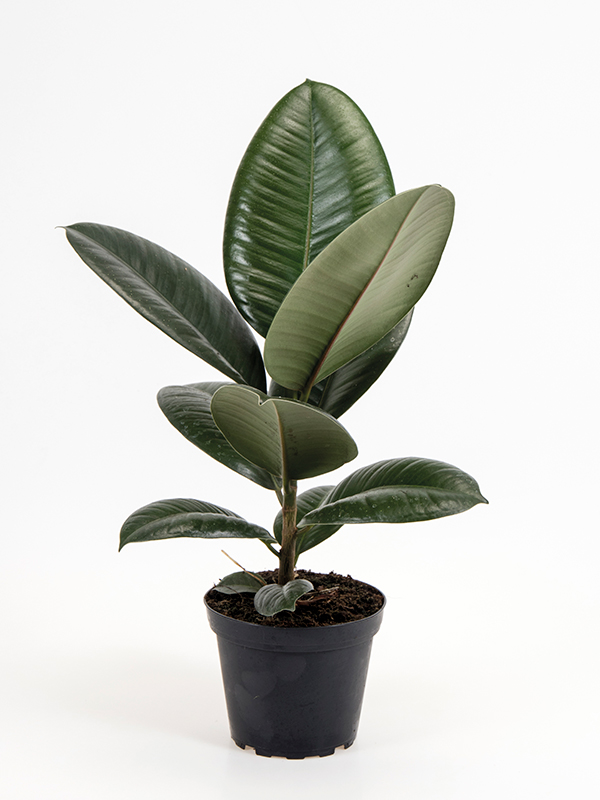 <center>Ficus elastica 'Robusta'</center>