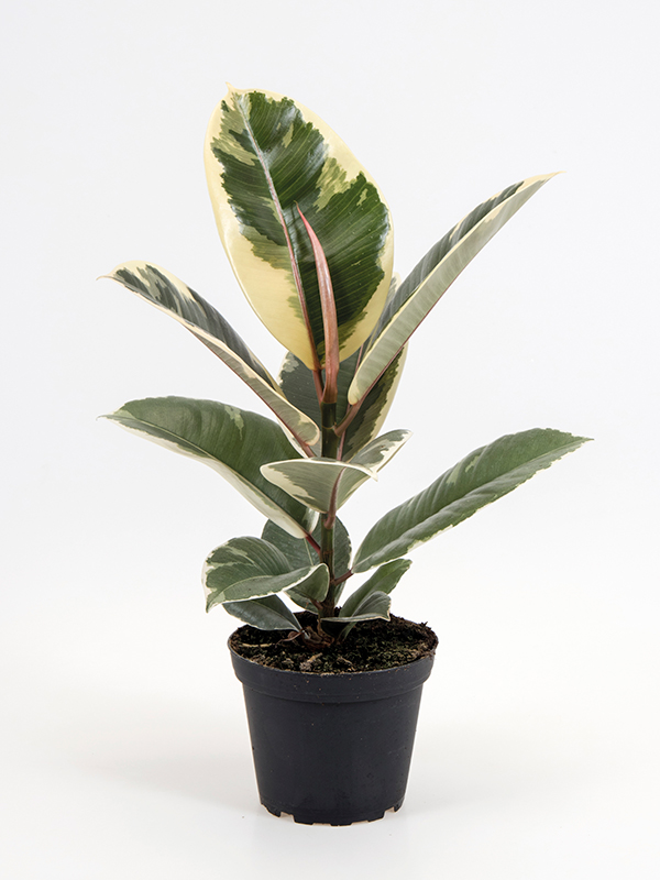 <center>Ficus elastica 'Tineke'</center>
