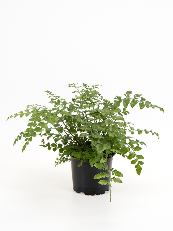 <center>Asplenium d. 'Parvati'</center>