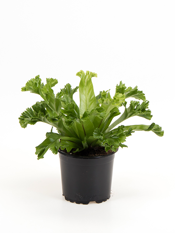 <center>Asplenium antiquum 'Crissie'</center>