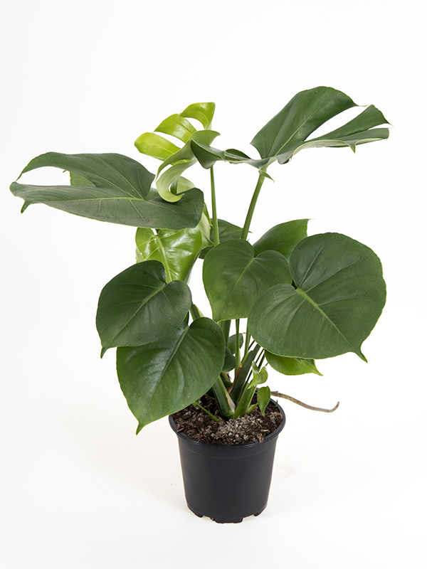 <center>Monstera Deliciosa</center>