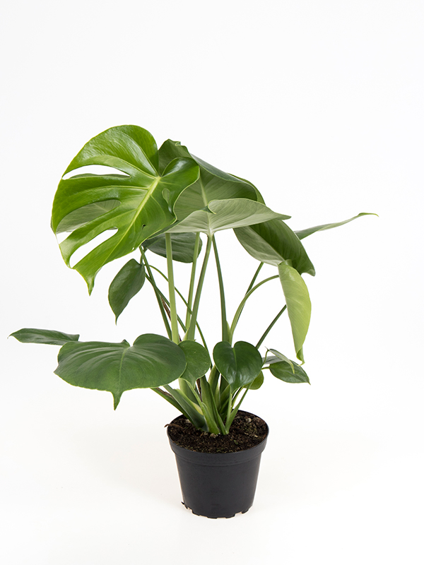 <center>Monstera Deliciosa</center>