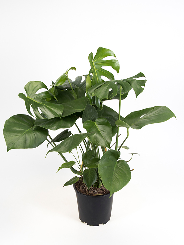 <center>Monstera Deliciosa</center>