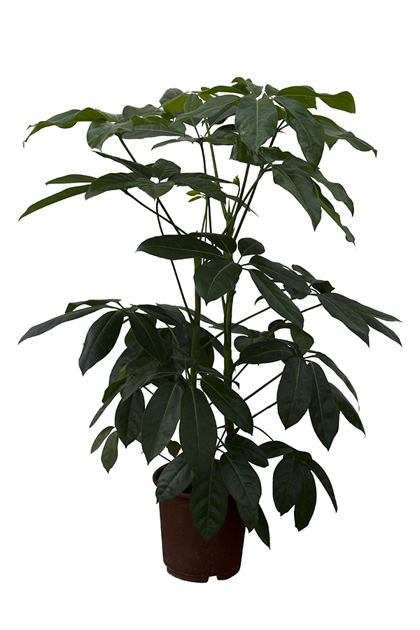 <center>Schefflera Amate</center>