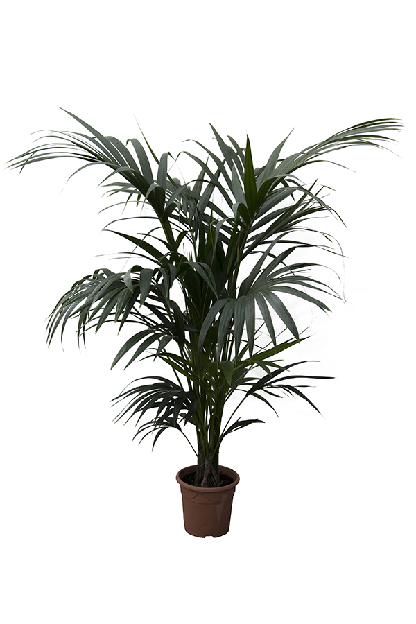 <center>Howeia f. Kentia</center>