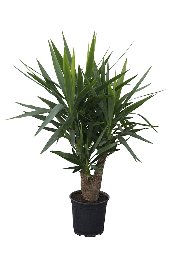 <center>Yucca elephantipes</center>