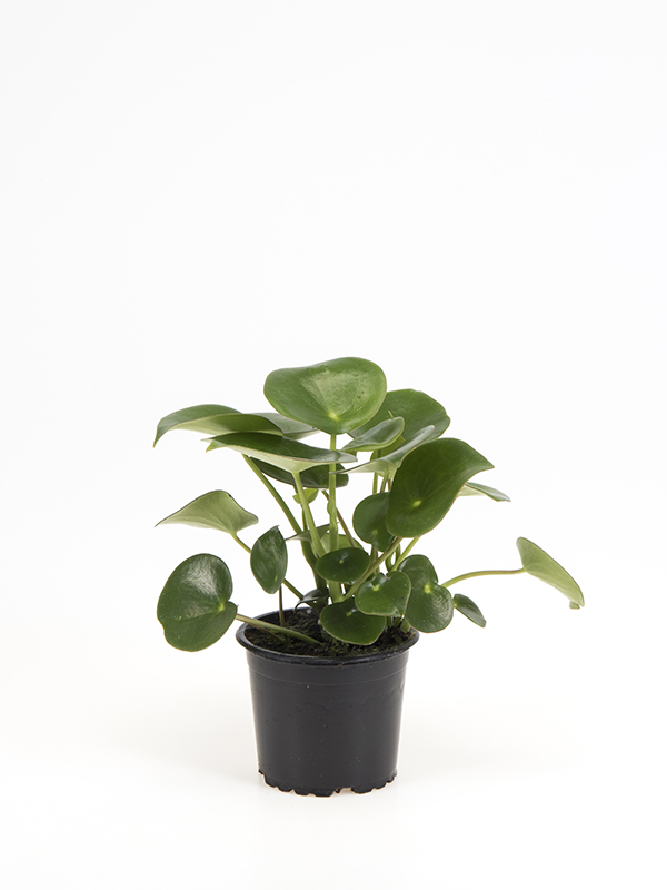 <center>Peperomia polybotrya 'Raindrop'</center>