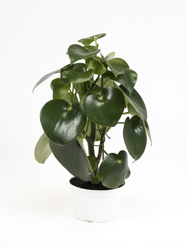 <center>Peperomia polybotrya 'Raindrop'</center>