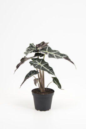 <center><b>Alocasia x amazonica</b></center>