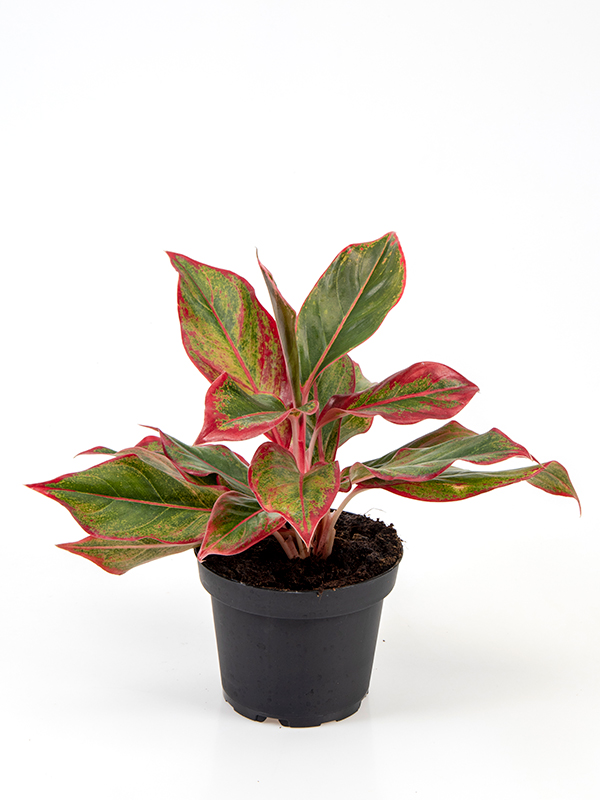    <center><b>Aglaonema · King of Siam</b></center>