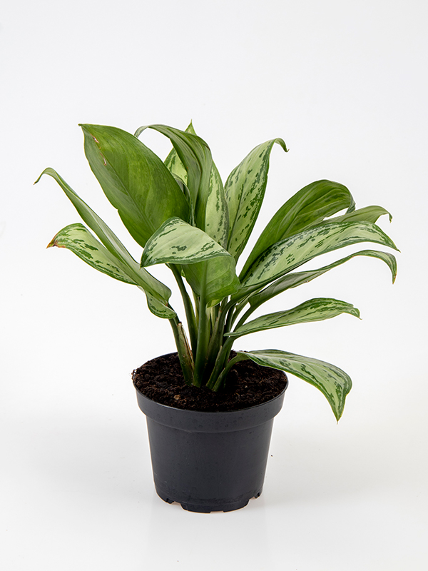    <center><b>Aglaonema · Maria Christina</b></center>