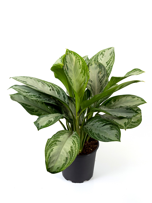    <center><b>Aglaonema · Silver bay</b></center>