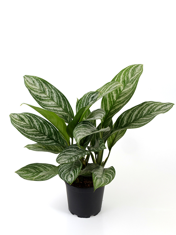    <center><b>Aglaonema · Stripes</b></center>