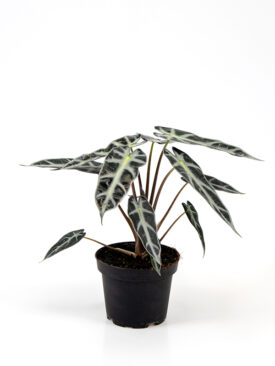 <center><b>Alocasia Bambino</b></center>