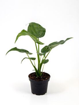 <center><b>Alocasia x Culcullata</b></center>