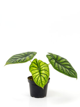 <center><b>Alocasia Dragon Scale</b></center>